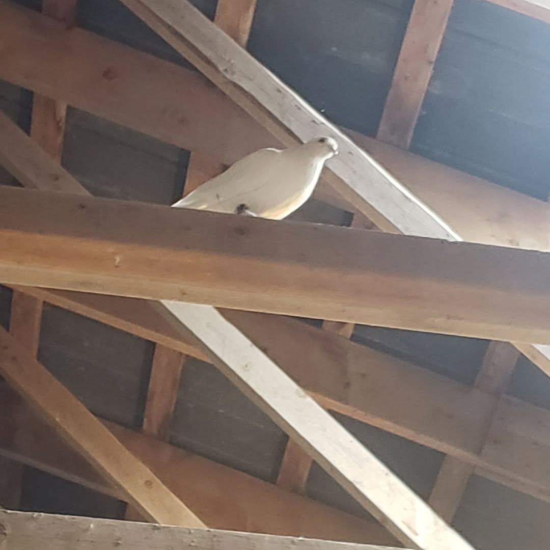 Found bird