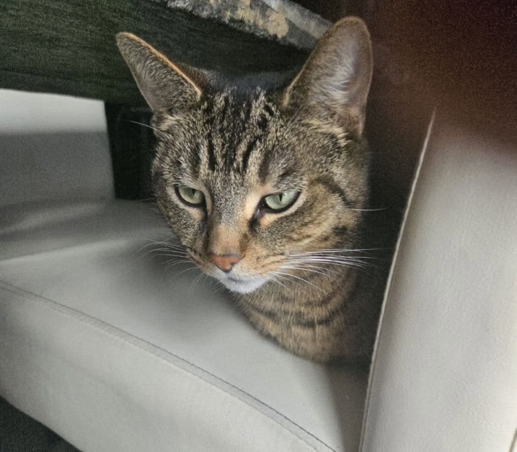Lost cat