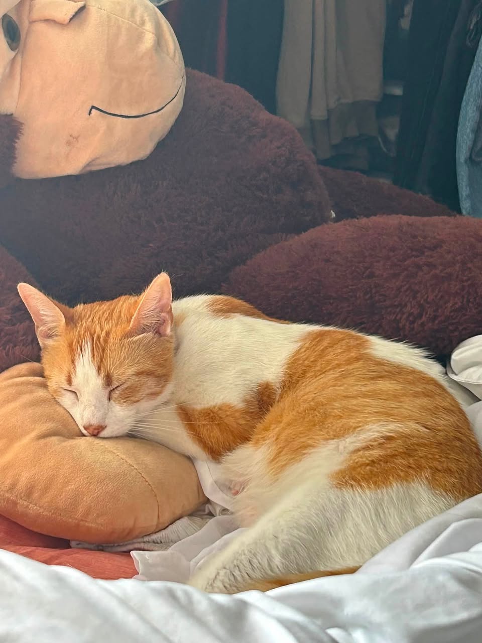 Lost Cat in Owen Sound