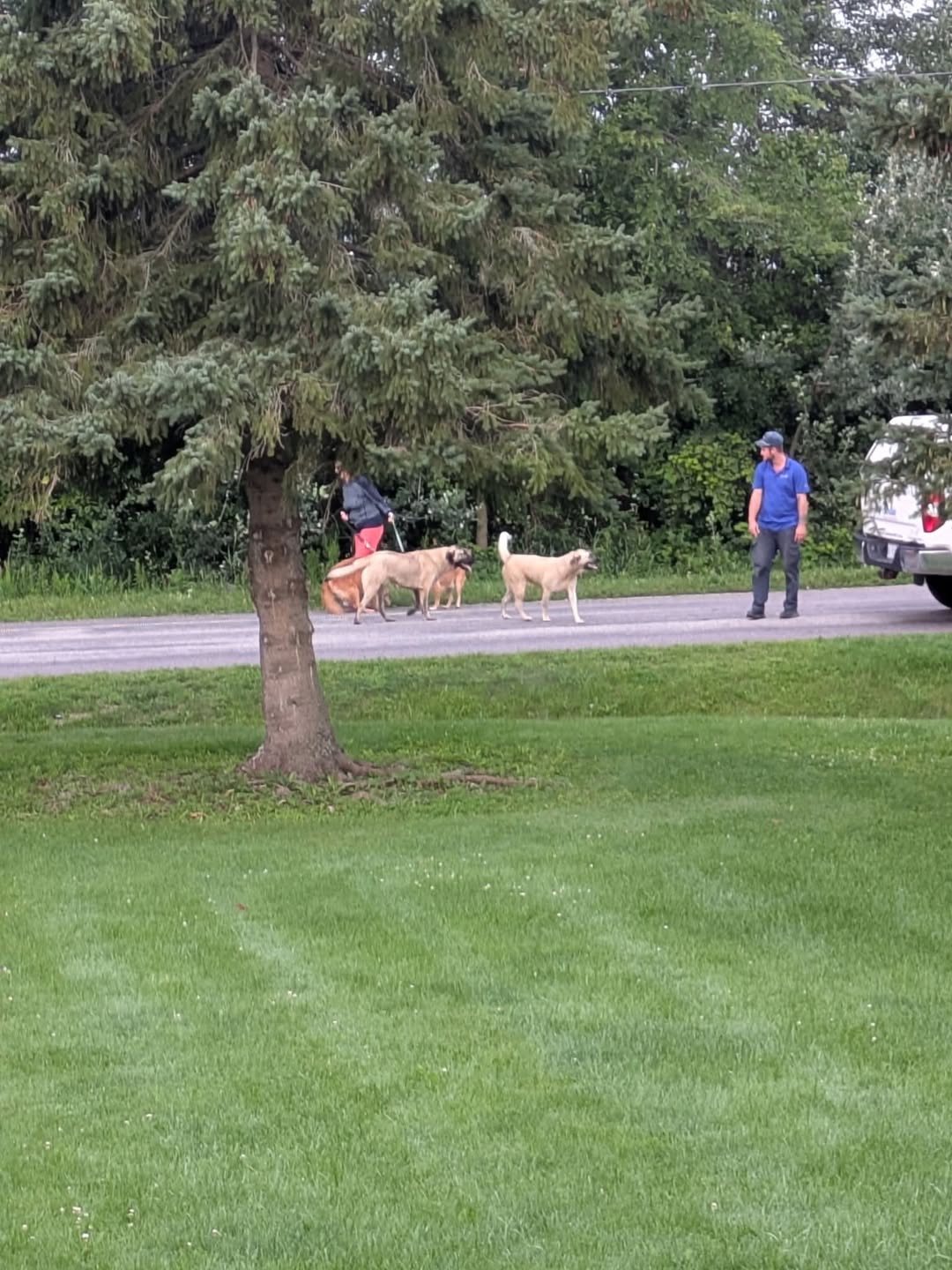 Found dog