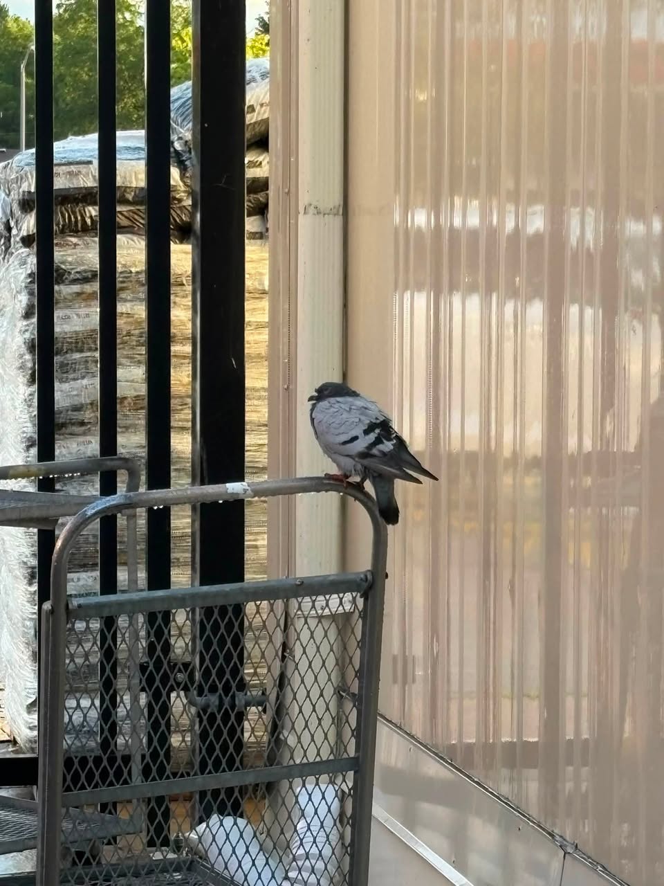 Found bird