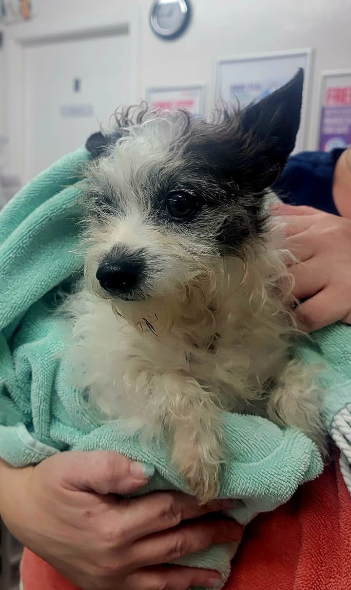 Found dog