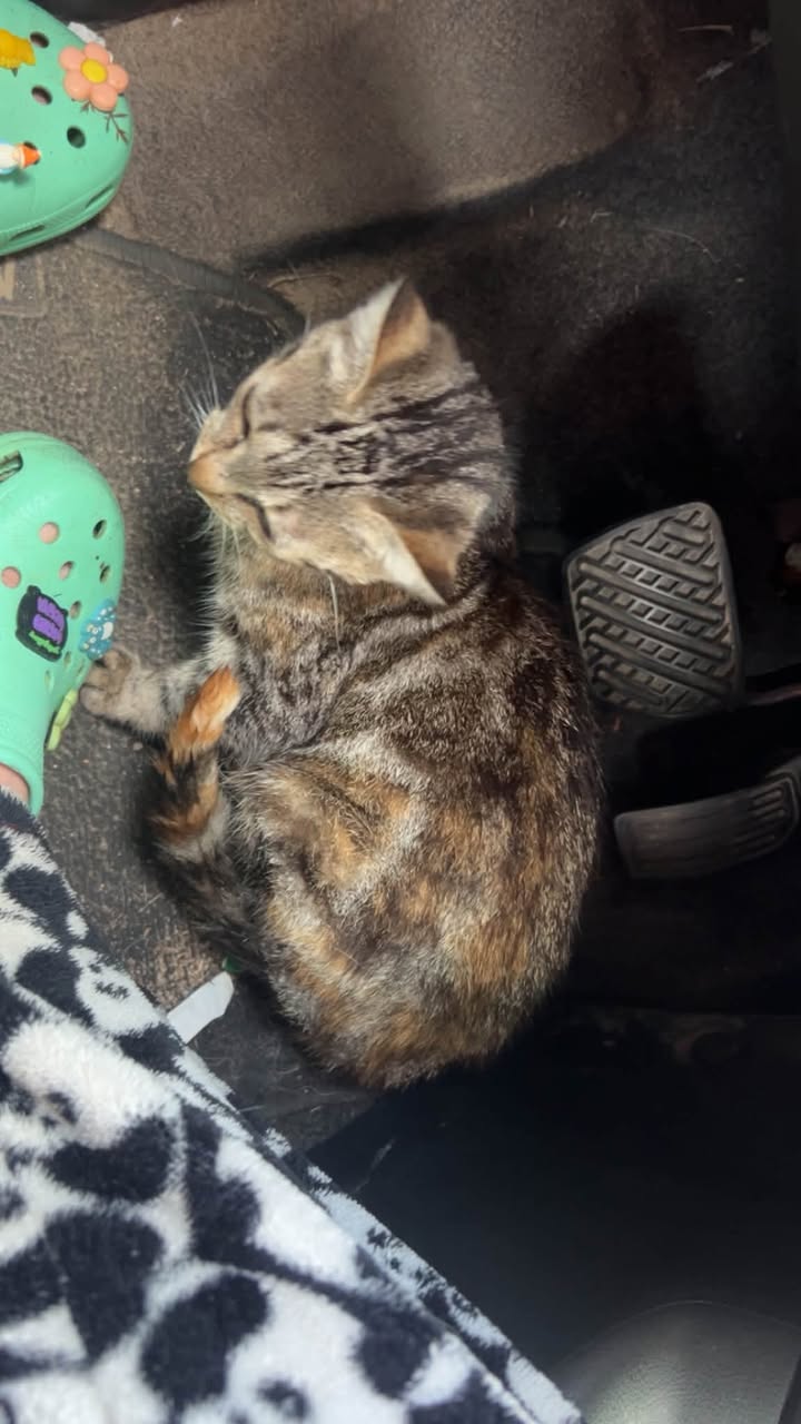Found Cat in Durham