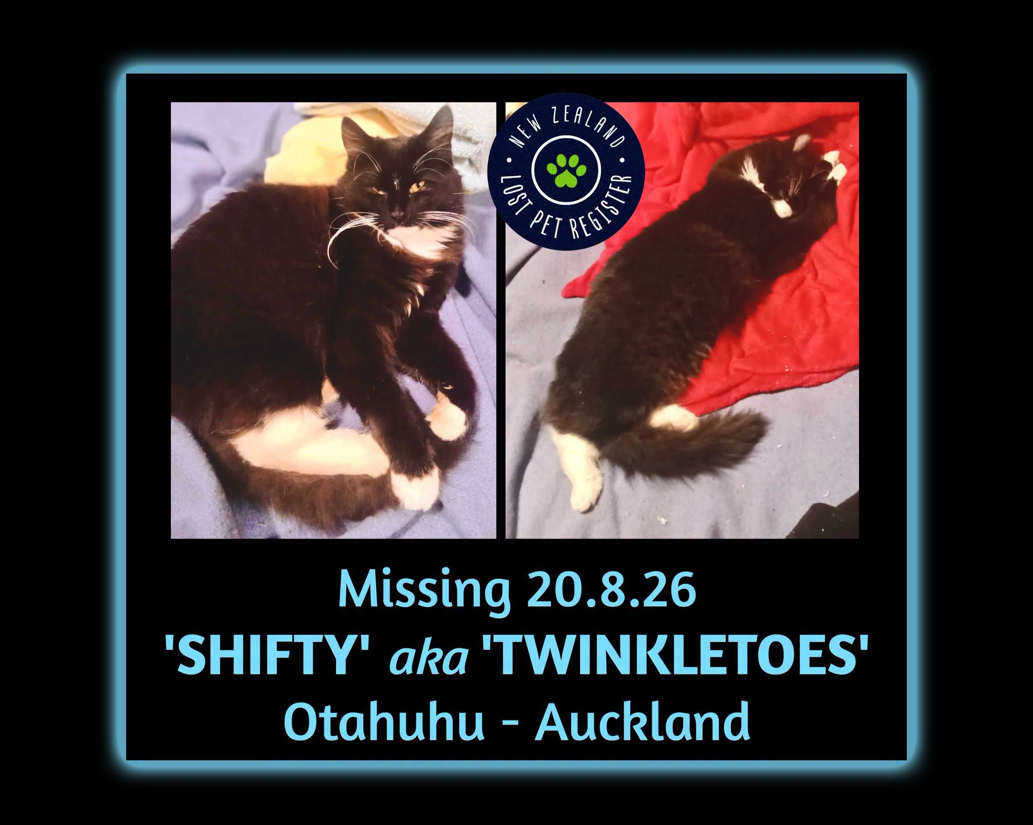 Lost Cat in Auckland