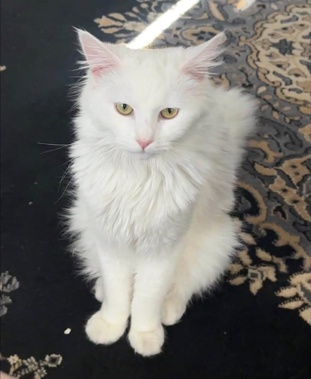 Lost cat