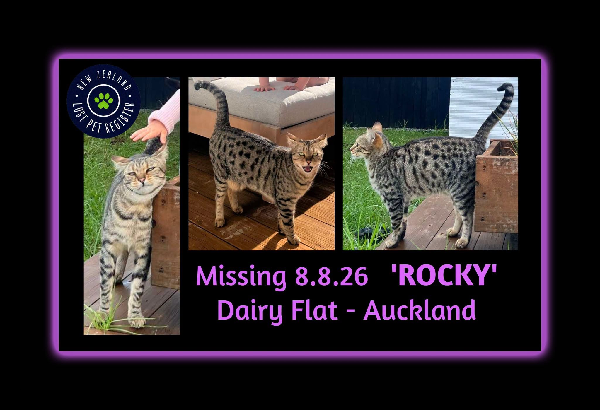 Lost Cat in Auckland