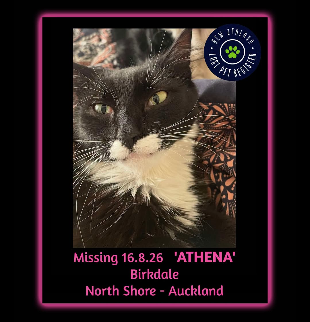 Lost cat