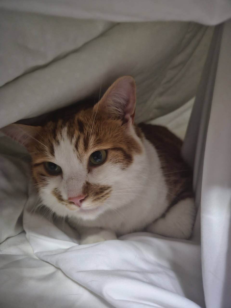 Lost Cat in Albin And Palmer Intersection