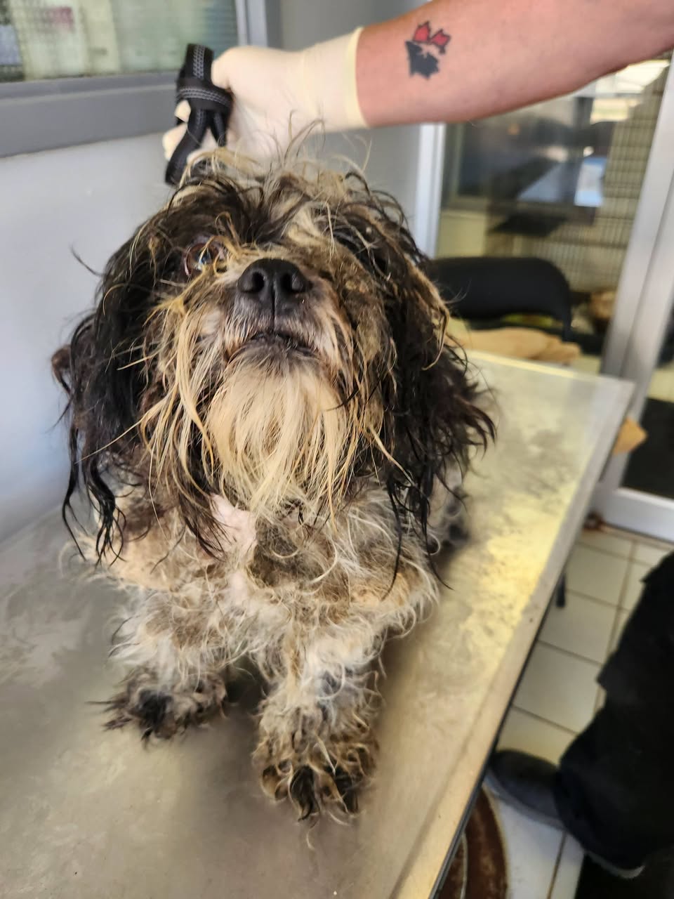 Found dog