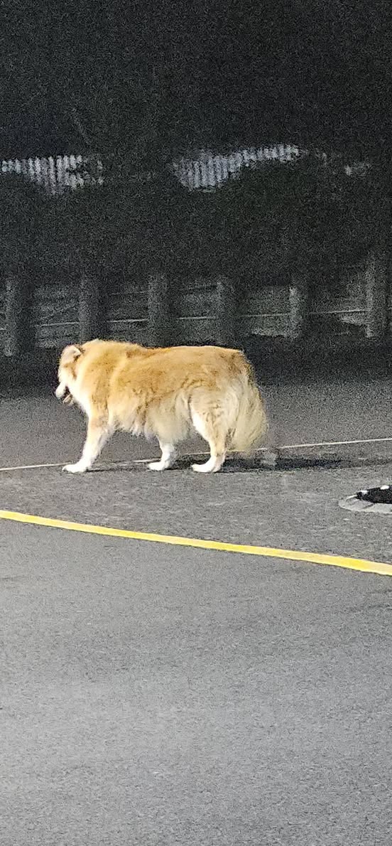 Found dog