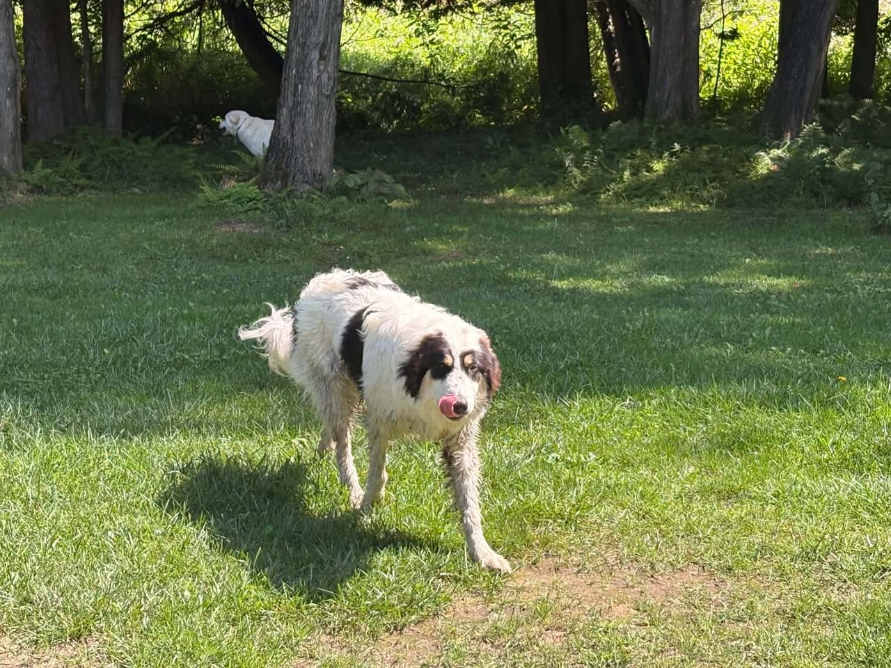 Found Dog in River Place Campground