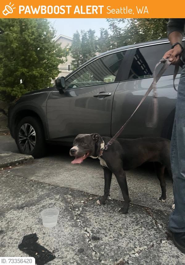 Found dog