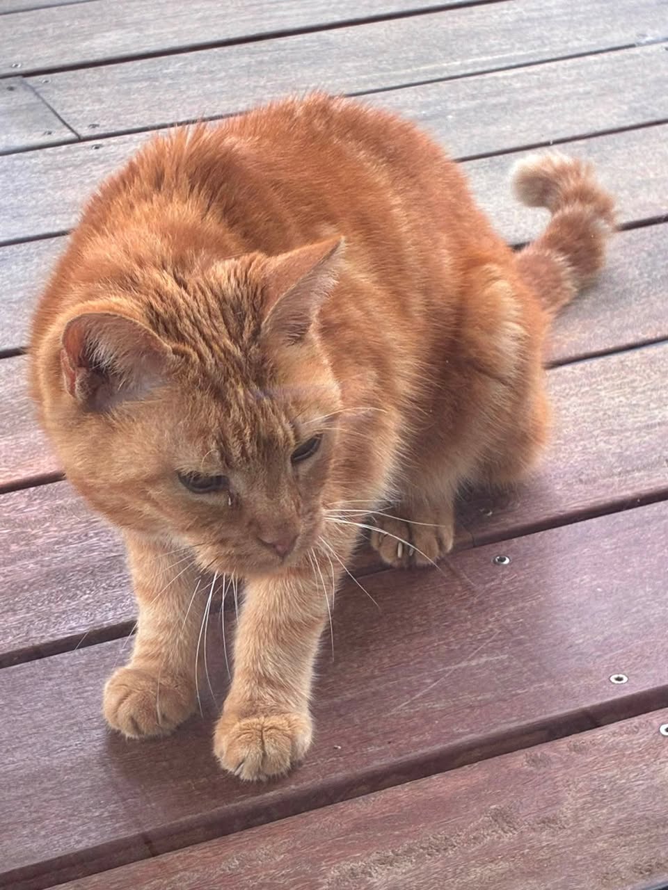Found cat