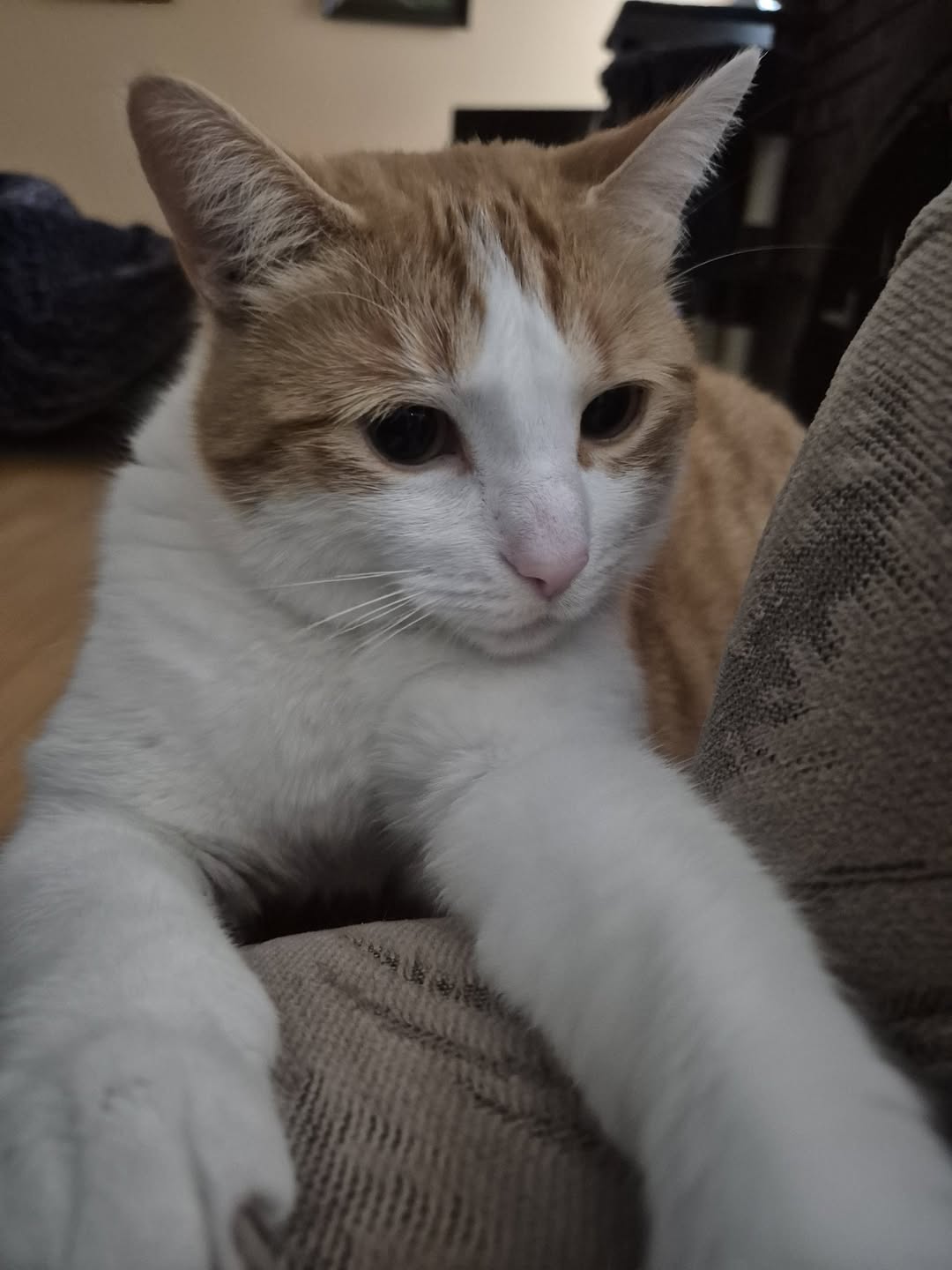 Lost Cat in Grey County
