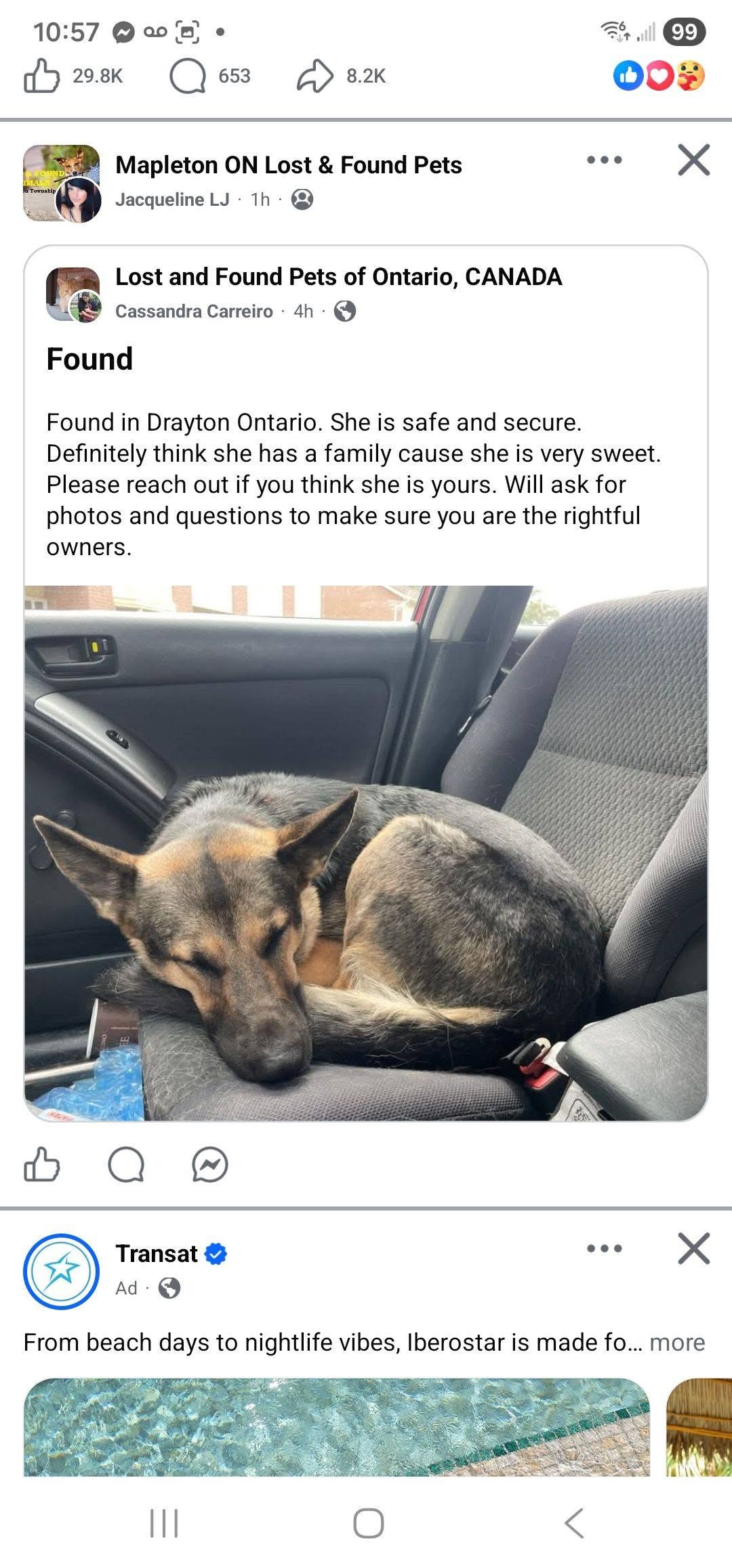 Found Dog in Drayton