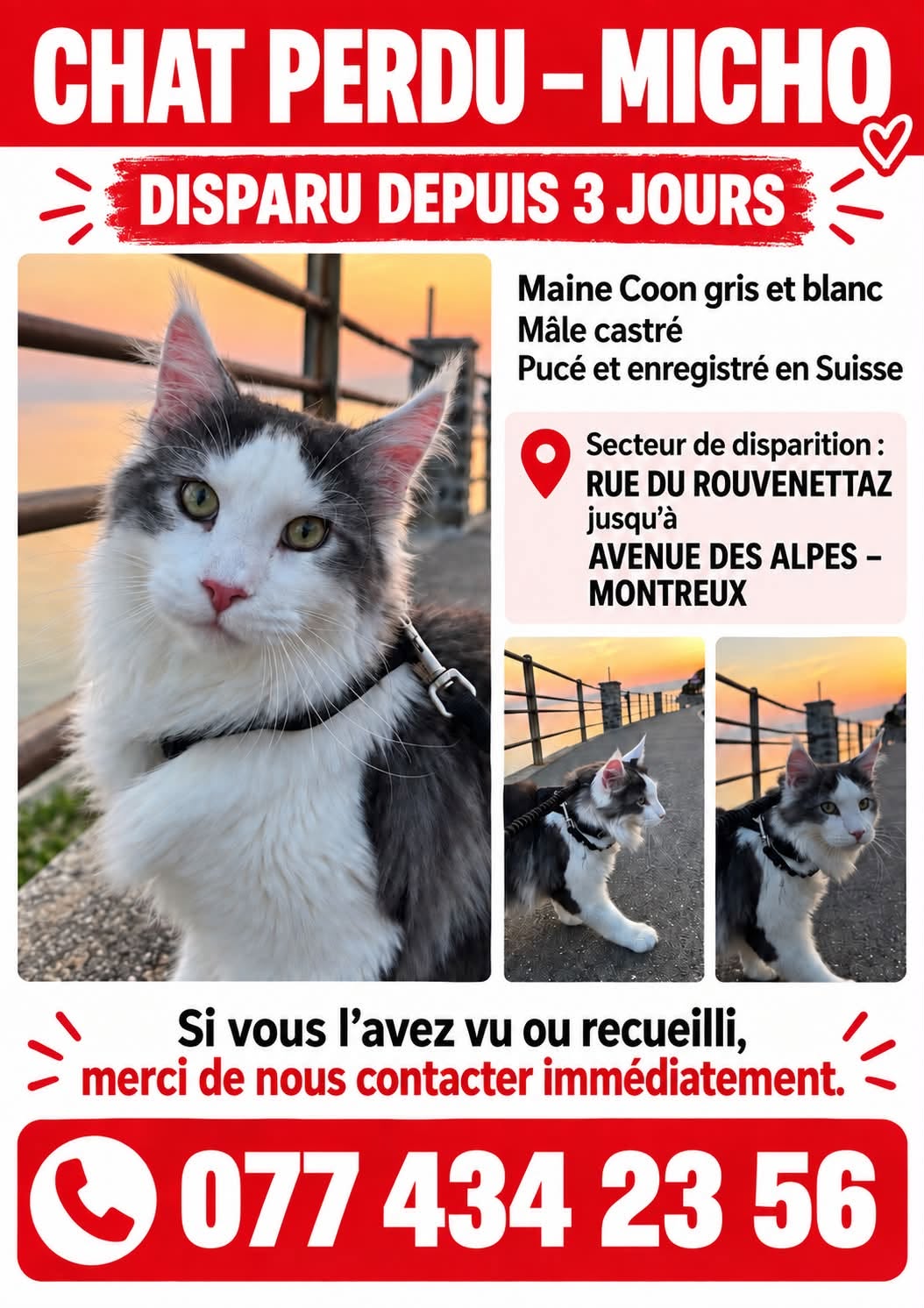 Lost Cat in Montreux