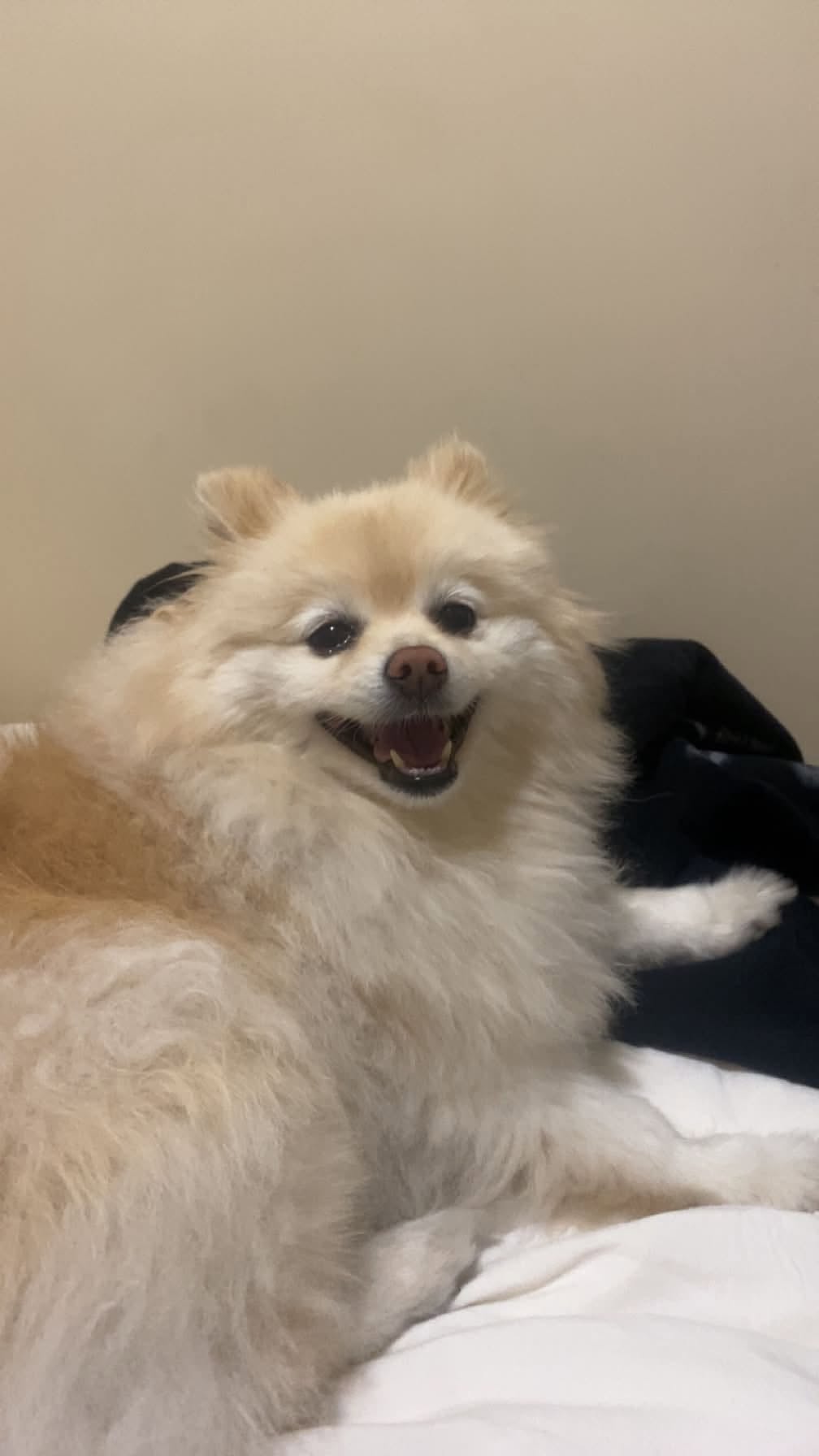 Lost Dog in Richmond