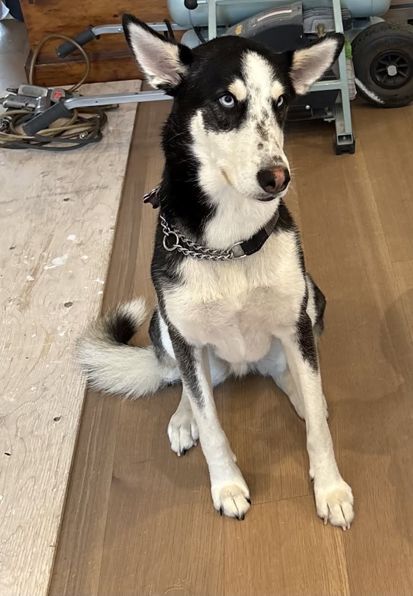 Lost Dog in Mair Mills