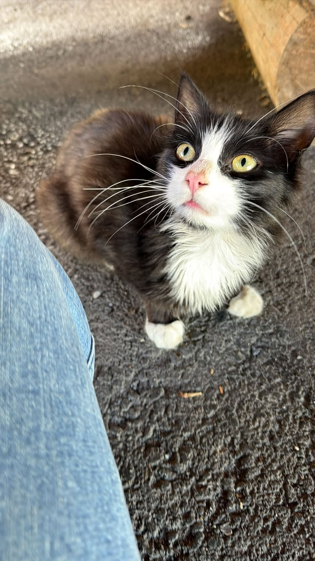 Found cat