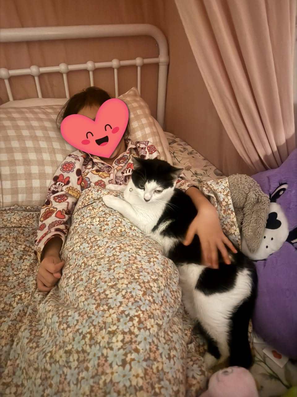 Lost Cat in Auckland