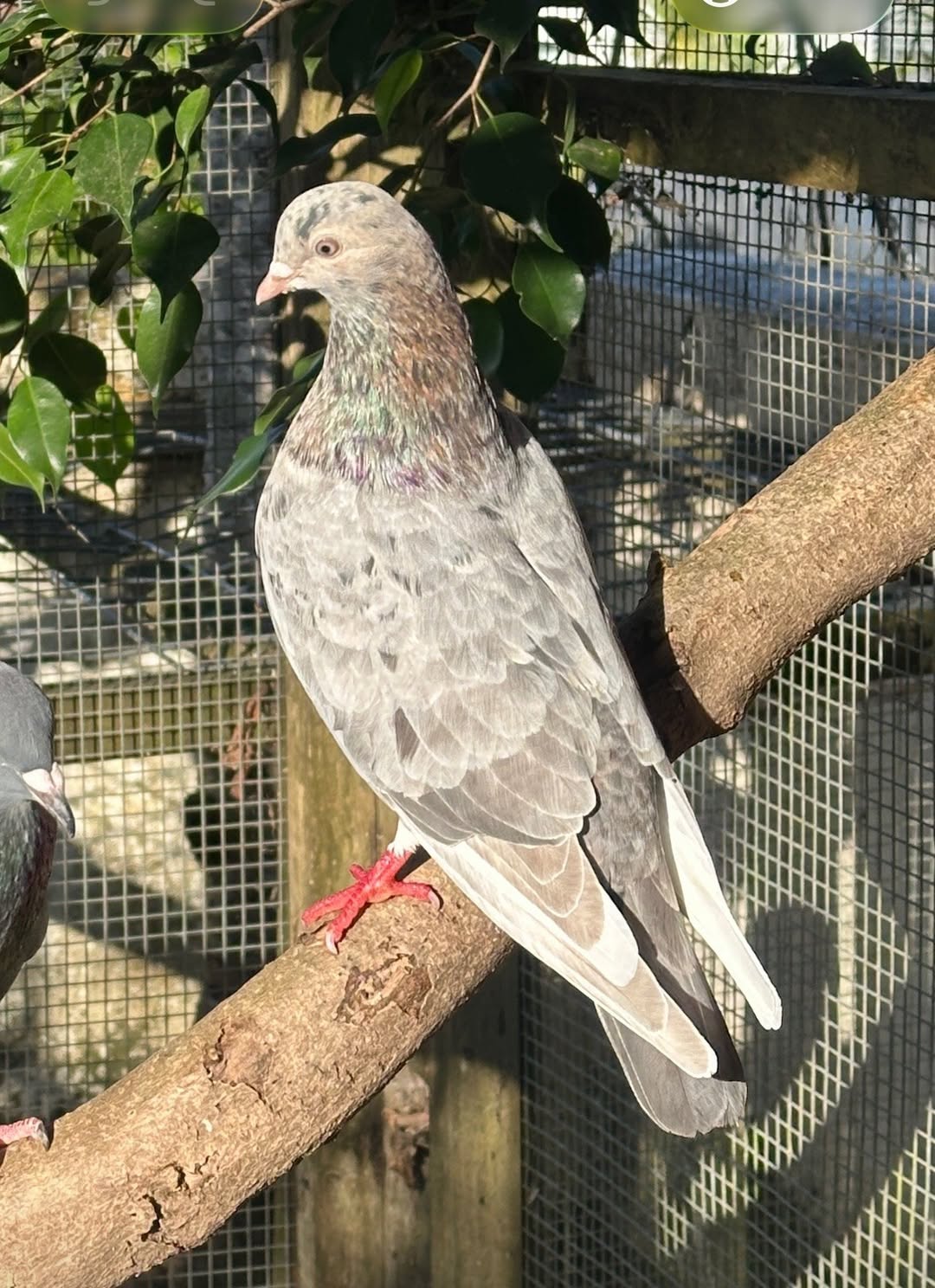 Lost Bird in Auckland
