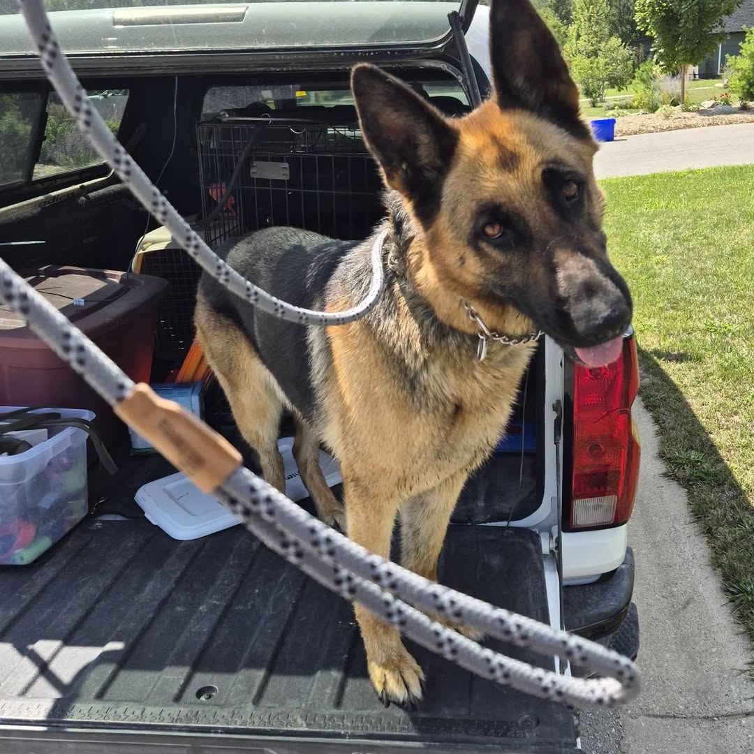 Found dog