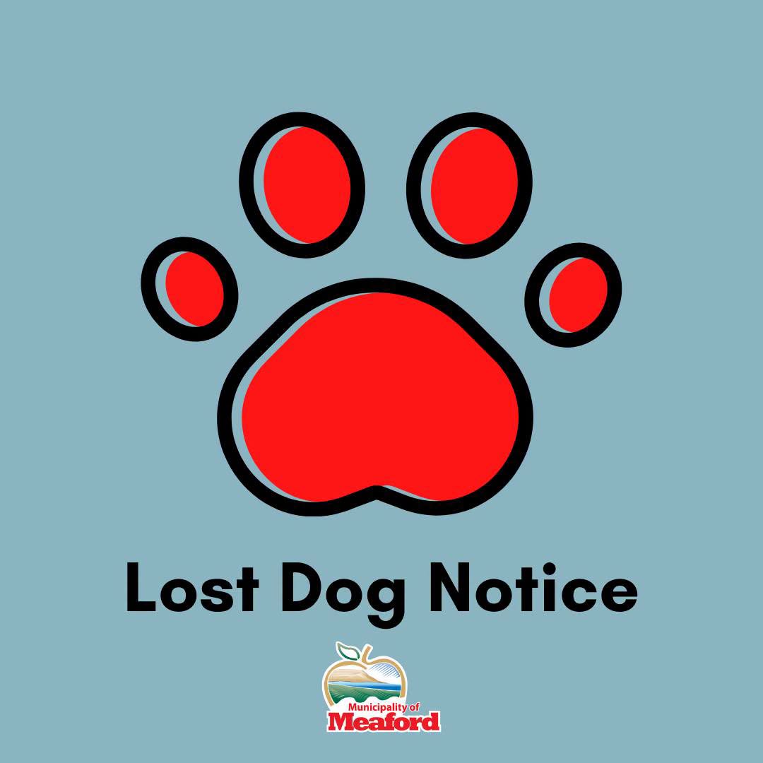 Found dog