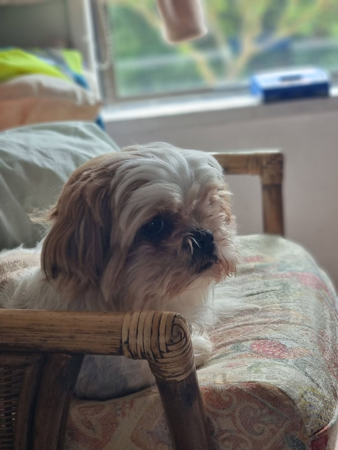 Lost dog