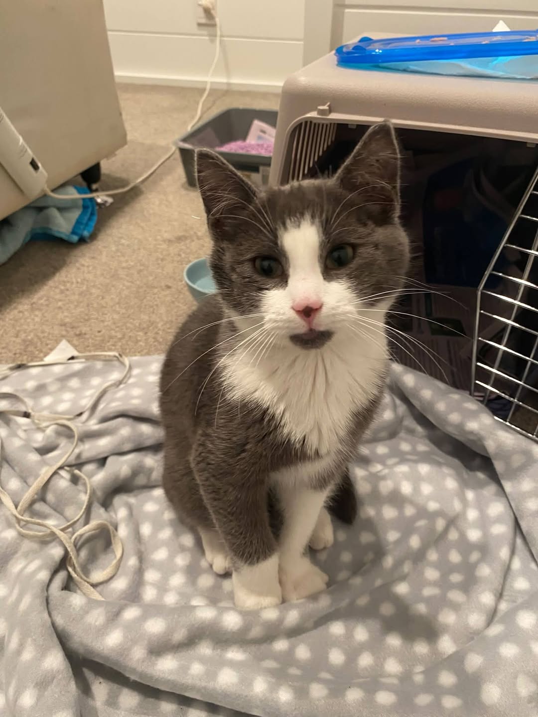 Found cat