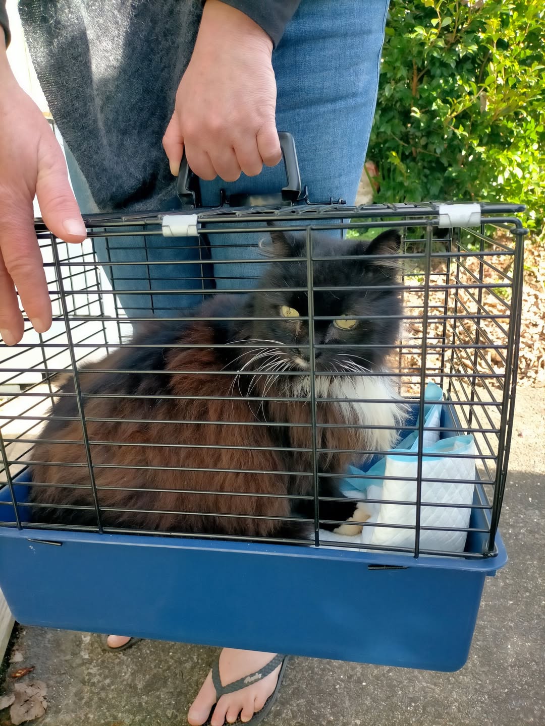 Found cat
