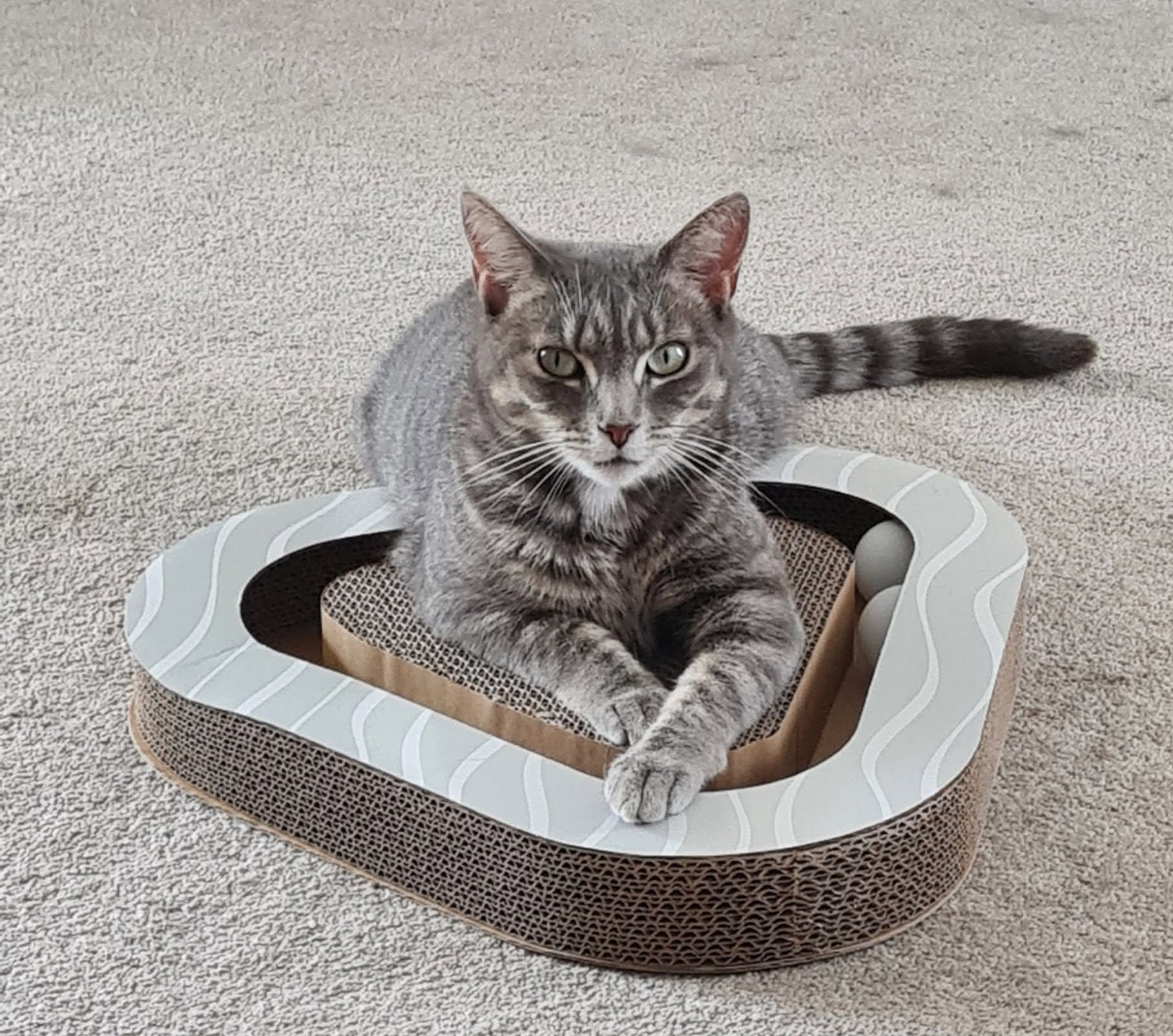 Lost cat