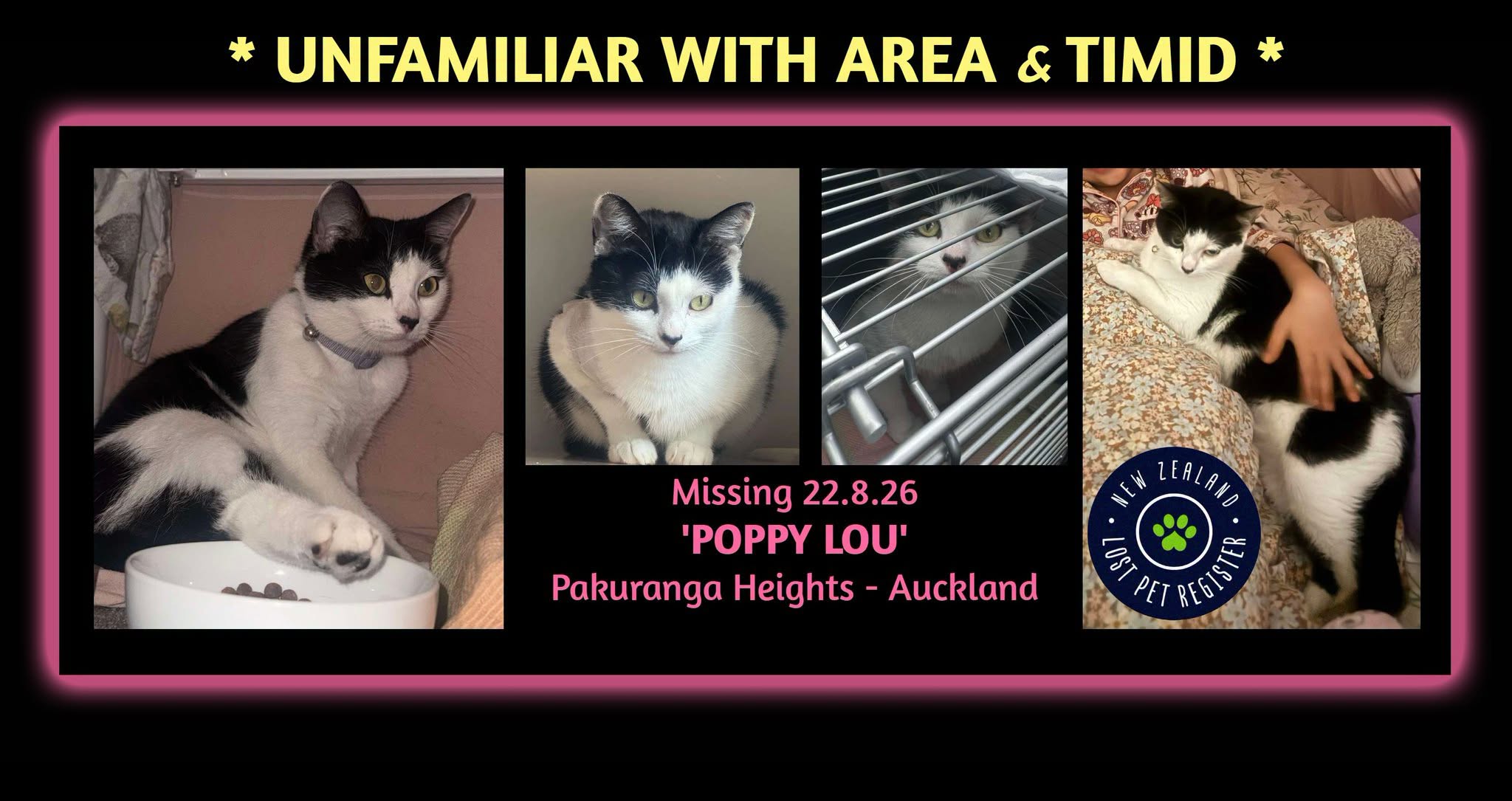 Lost Cat in Auckland