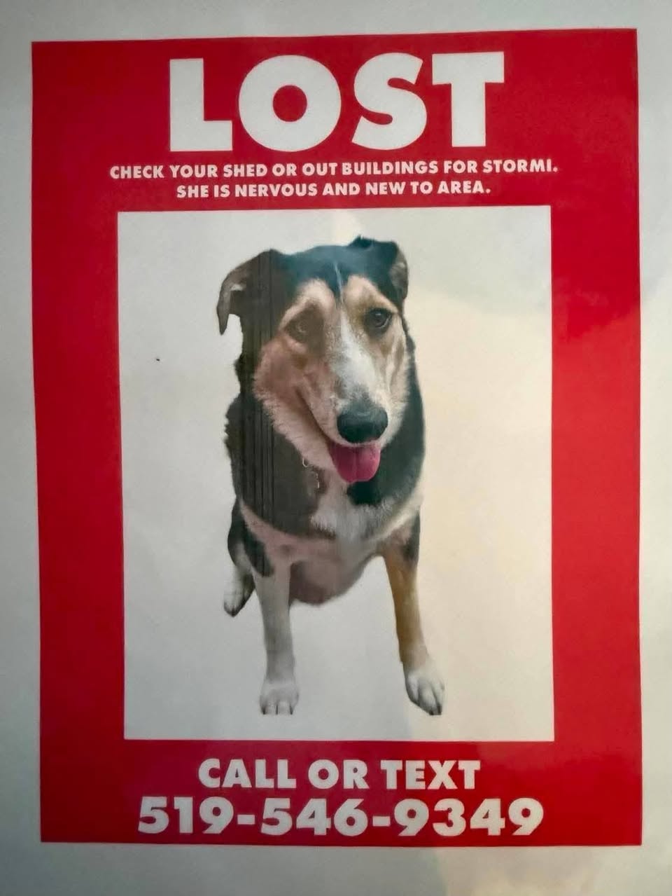 Lost Dog in Belwood