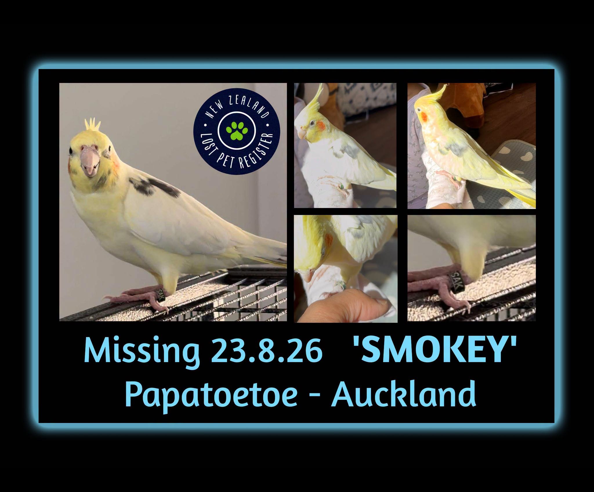 Lost Bird in Auckland