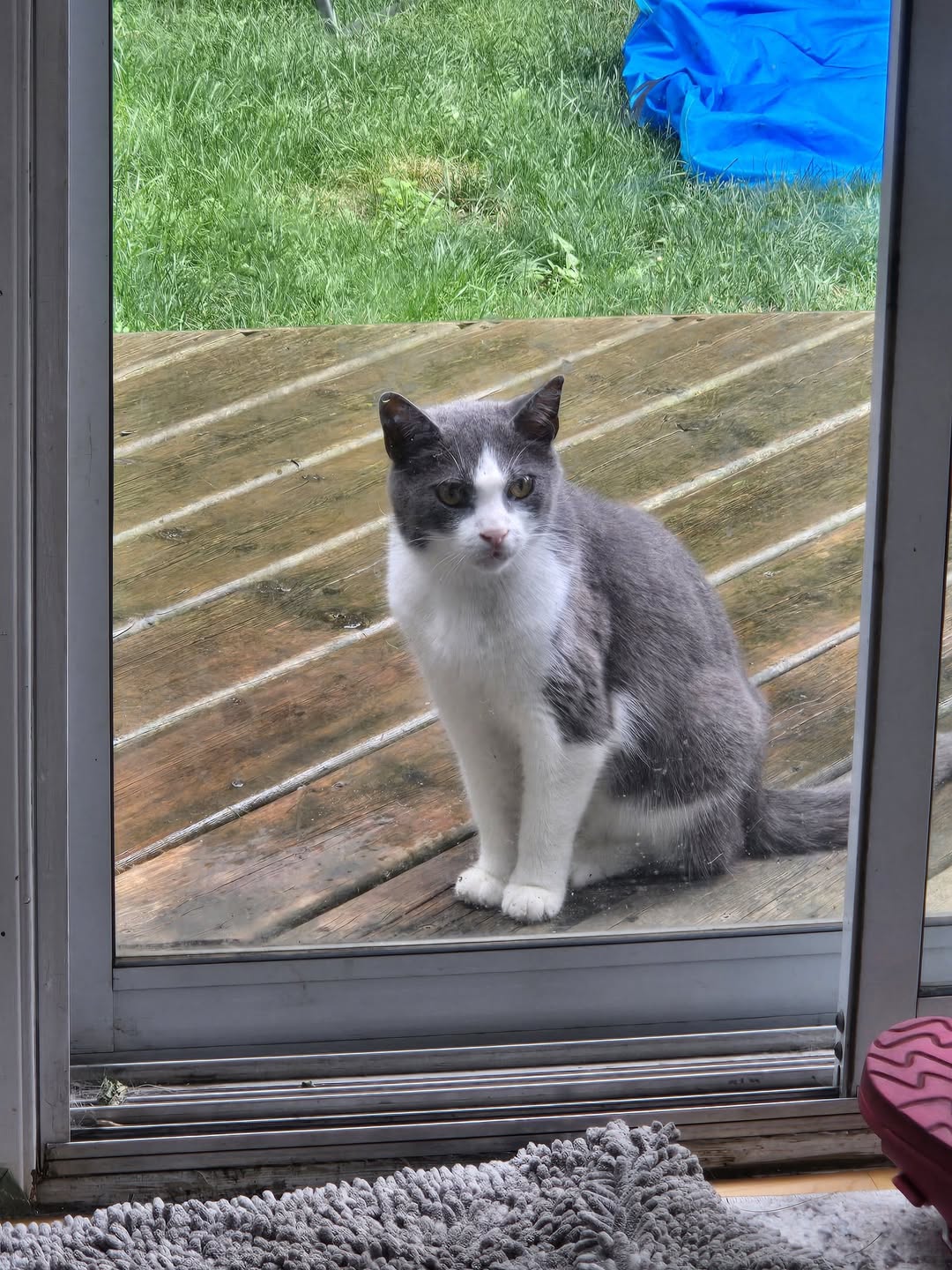 Found cat