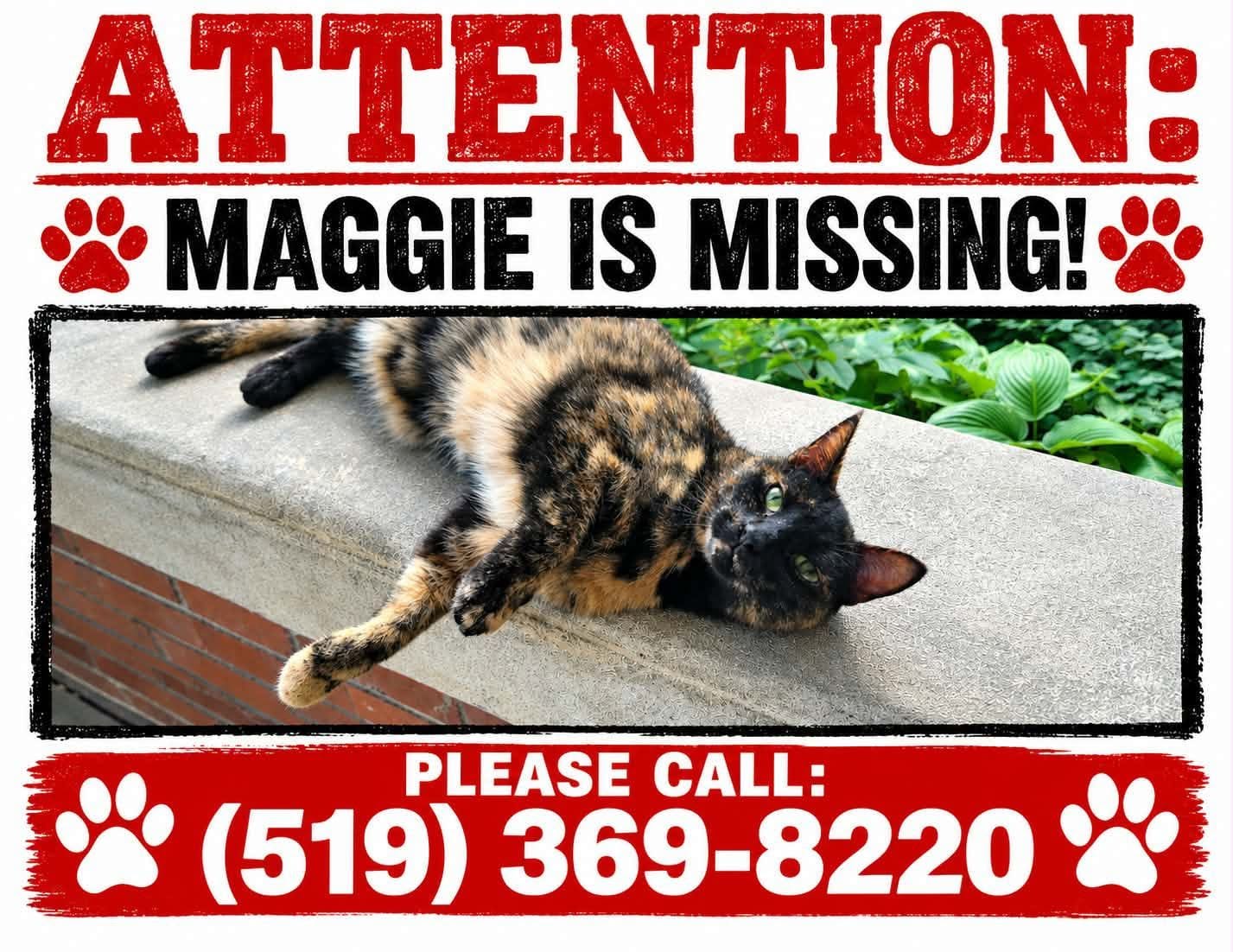 Lost Cat in Owen Sound