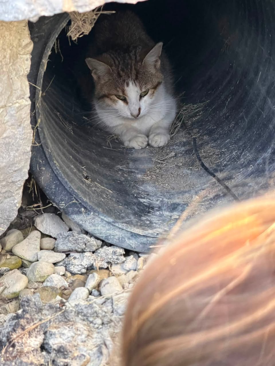 Found cat