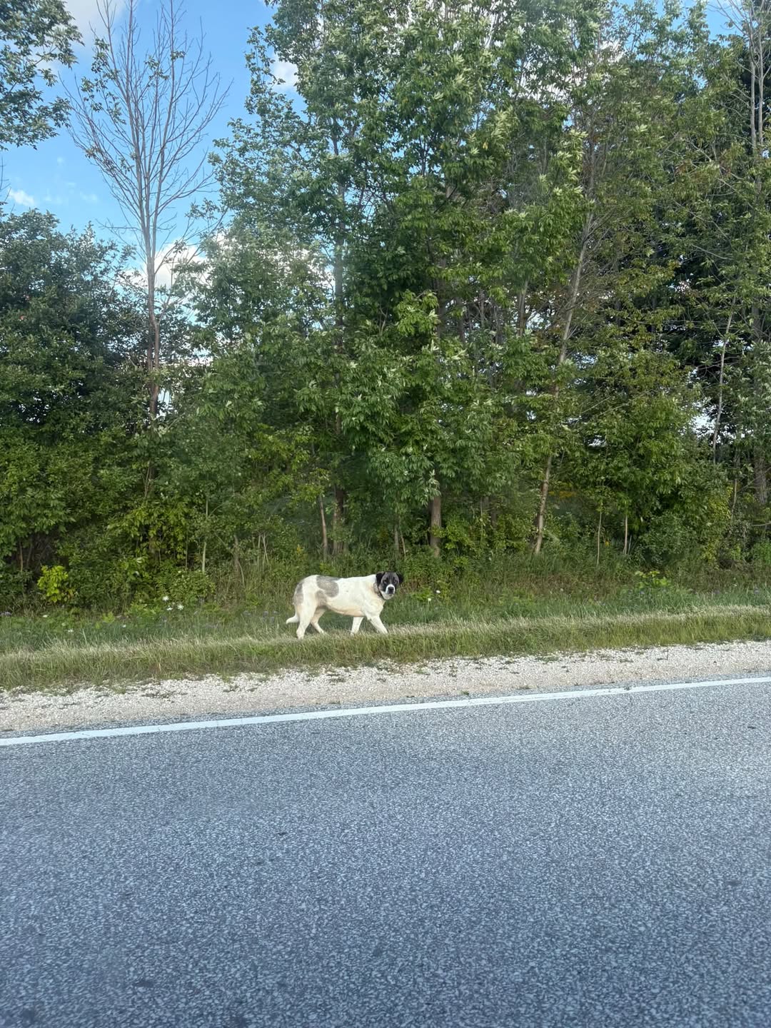 Found dog