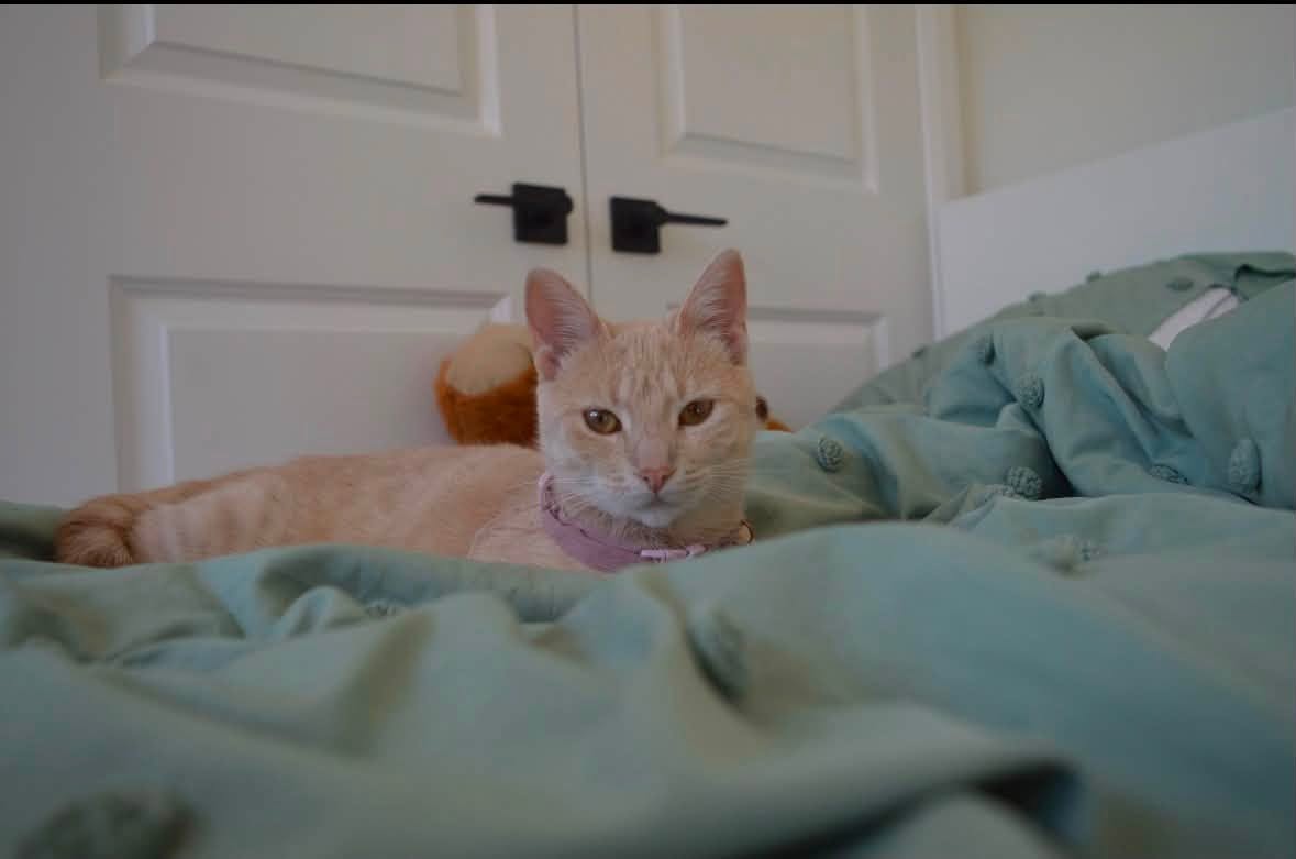 Lost Cat in McLean Crescent And Mary Rose