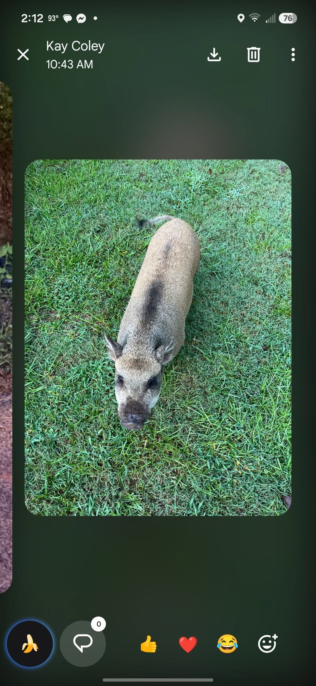 Found Pig in Dallas County