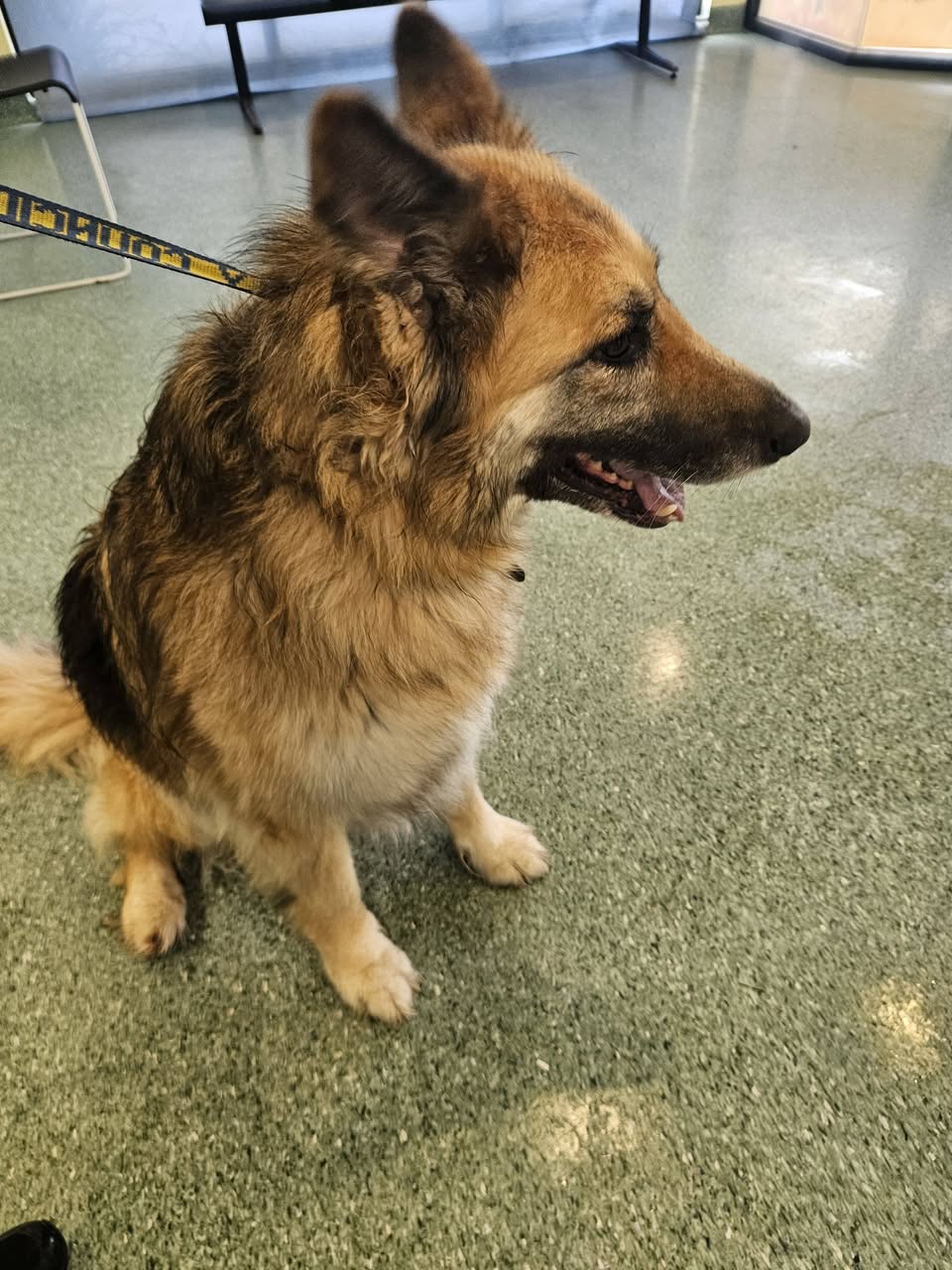 Found dog