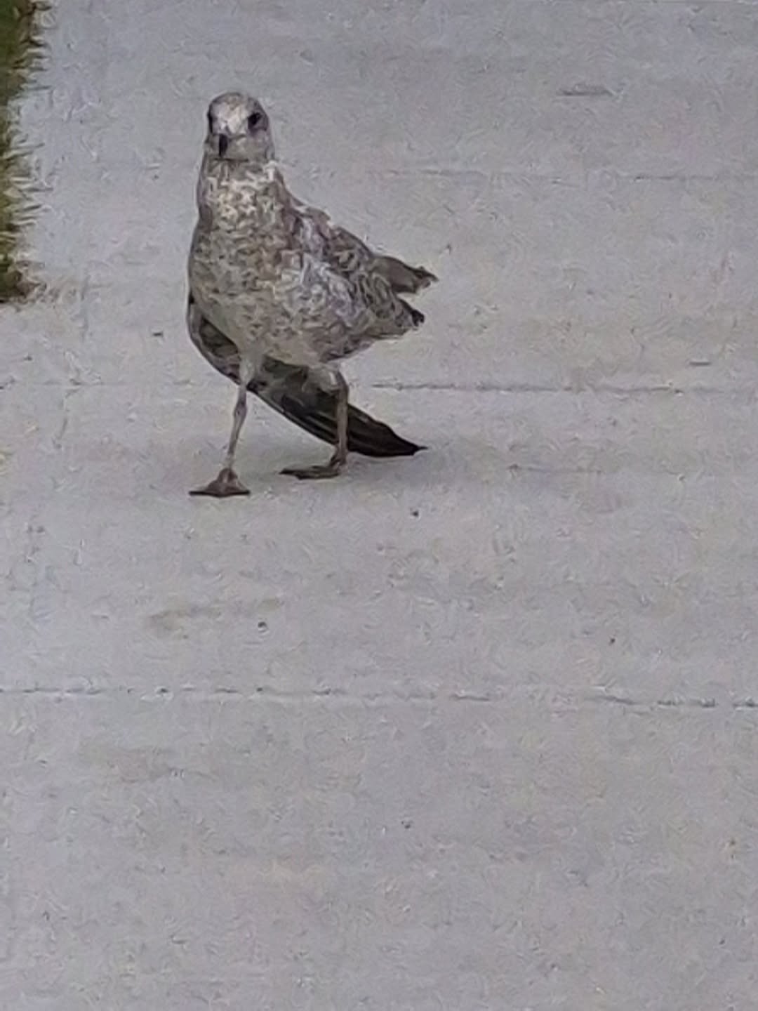 Found bird