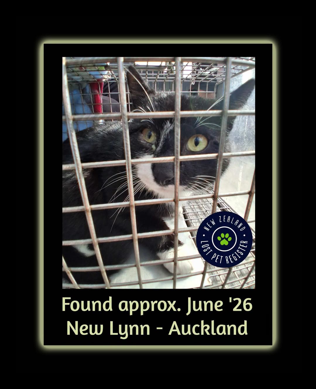 Found cat