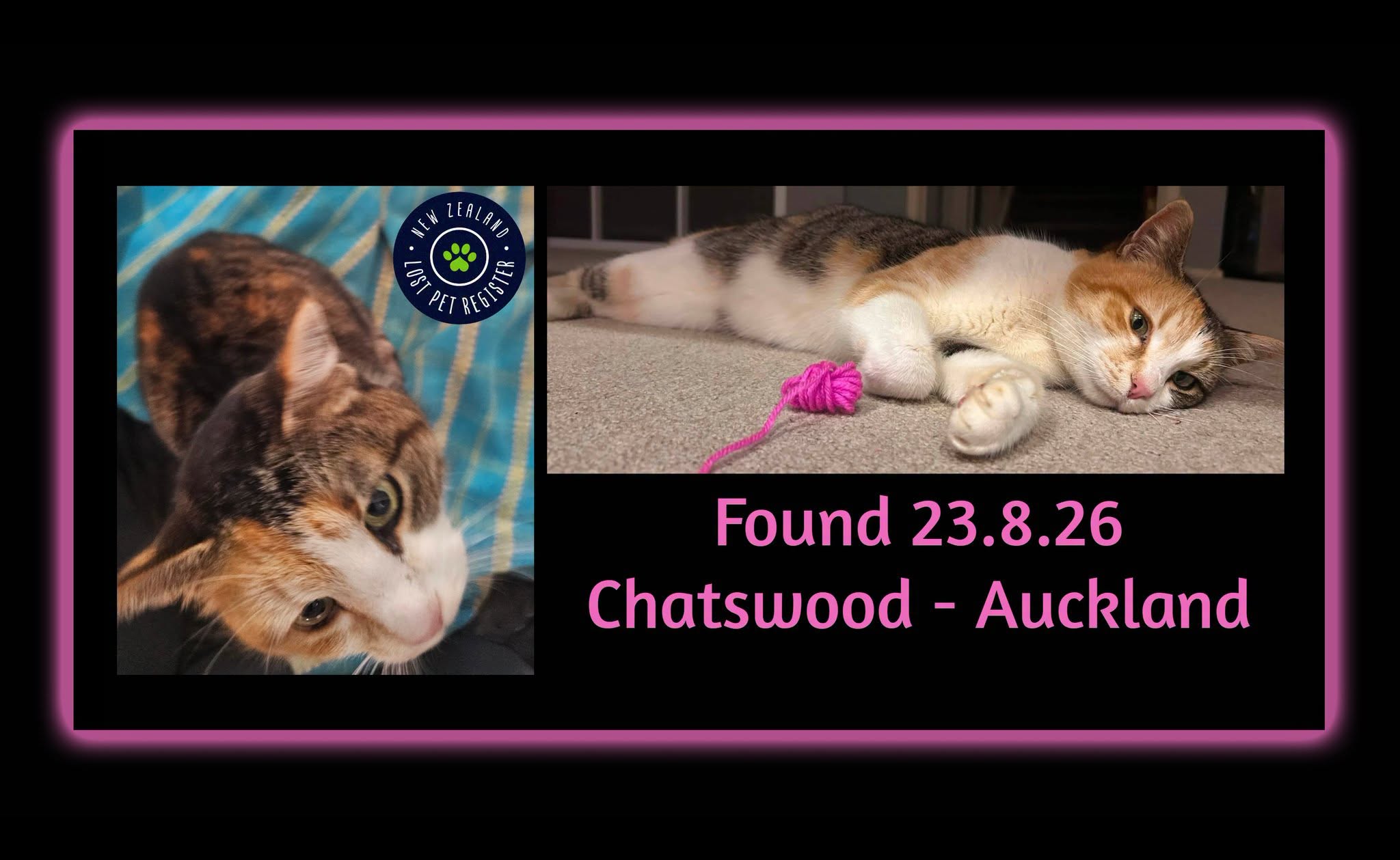Found cat