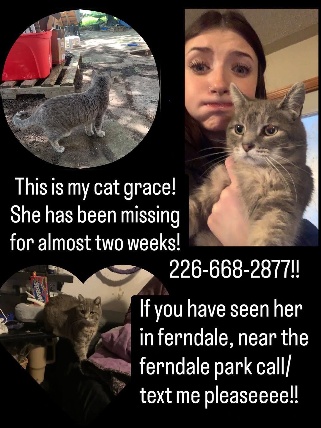 Lost Cat in Ferndale Park