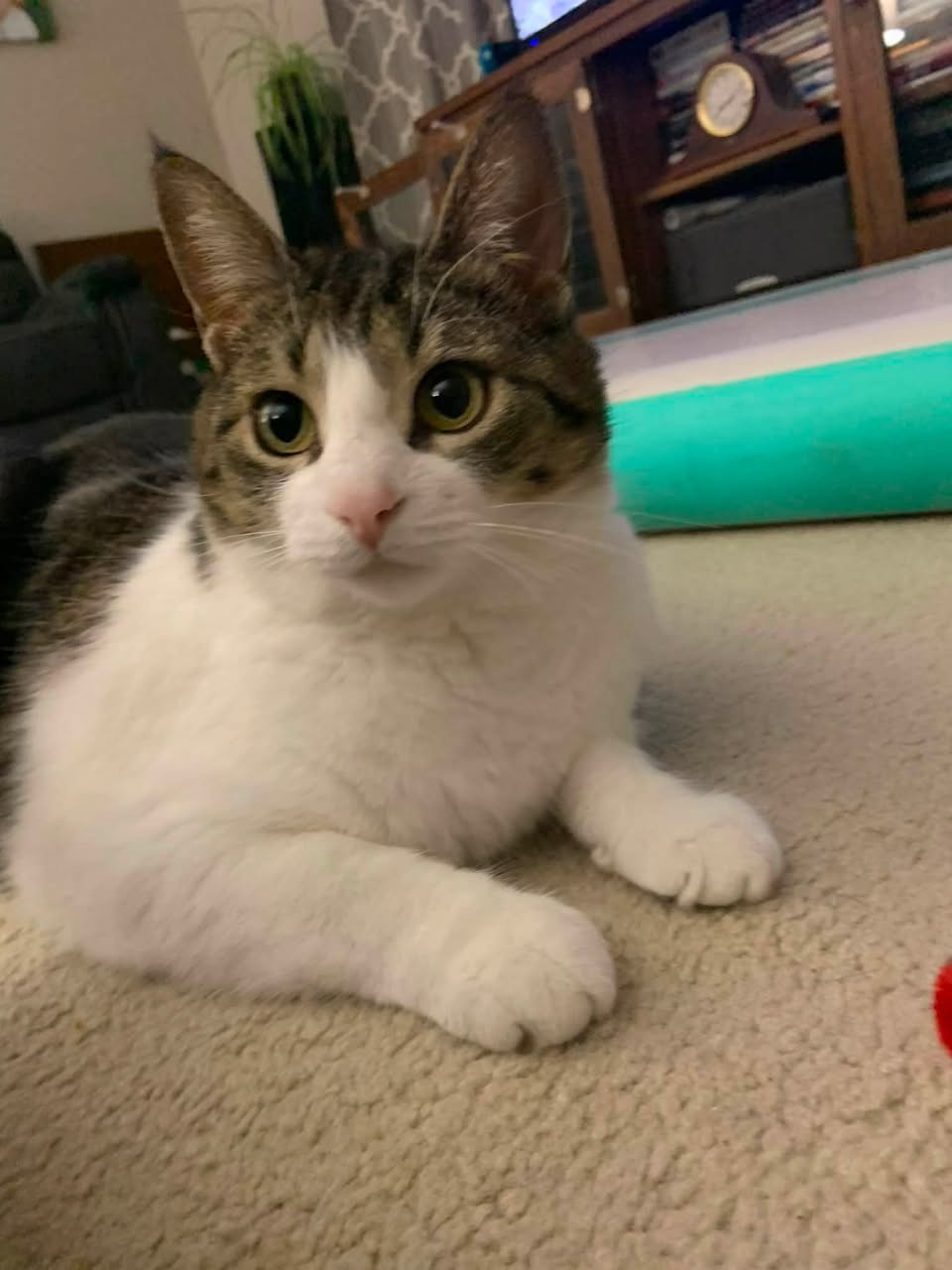 Lost Cat in Ayton