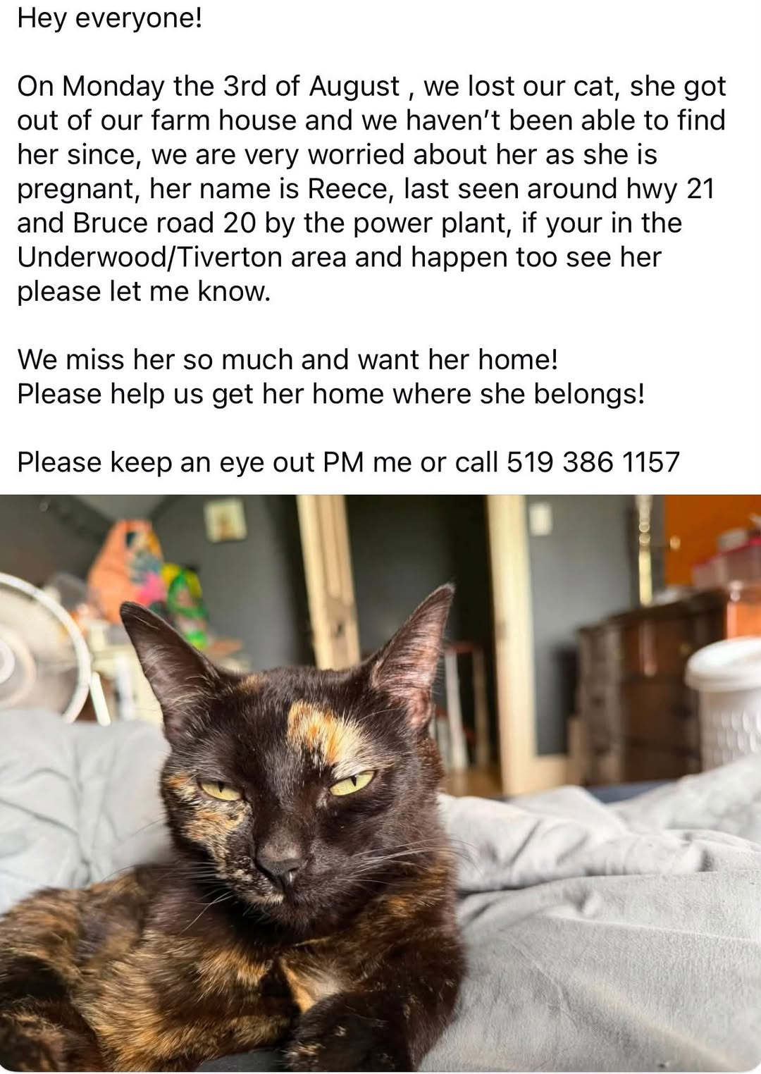 Lost Cat in Underwood
