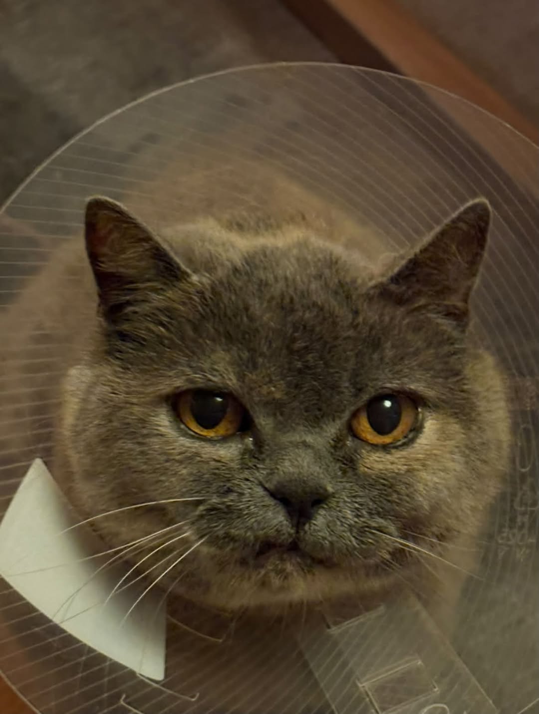 Lost Cat in Stavanger
