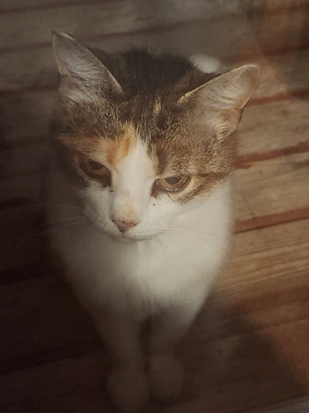 Lost Cat in Amaranth