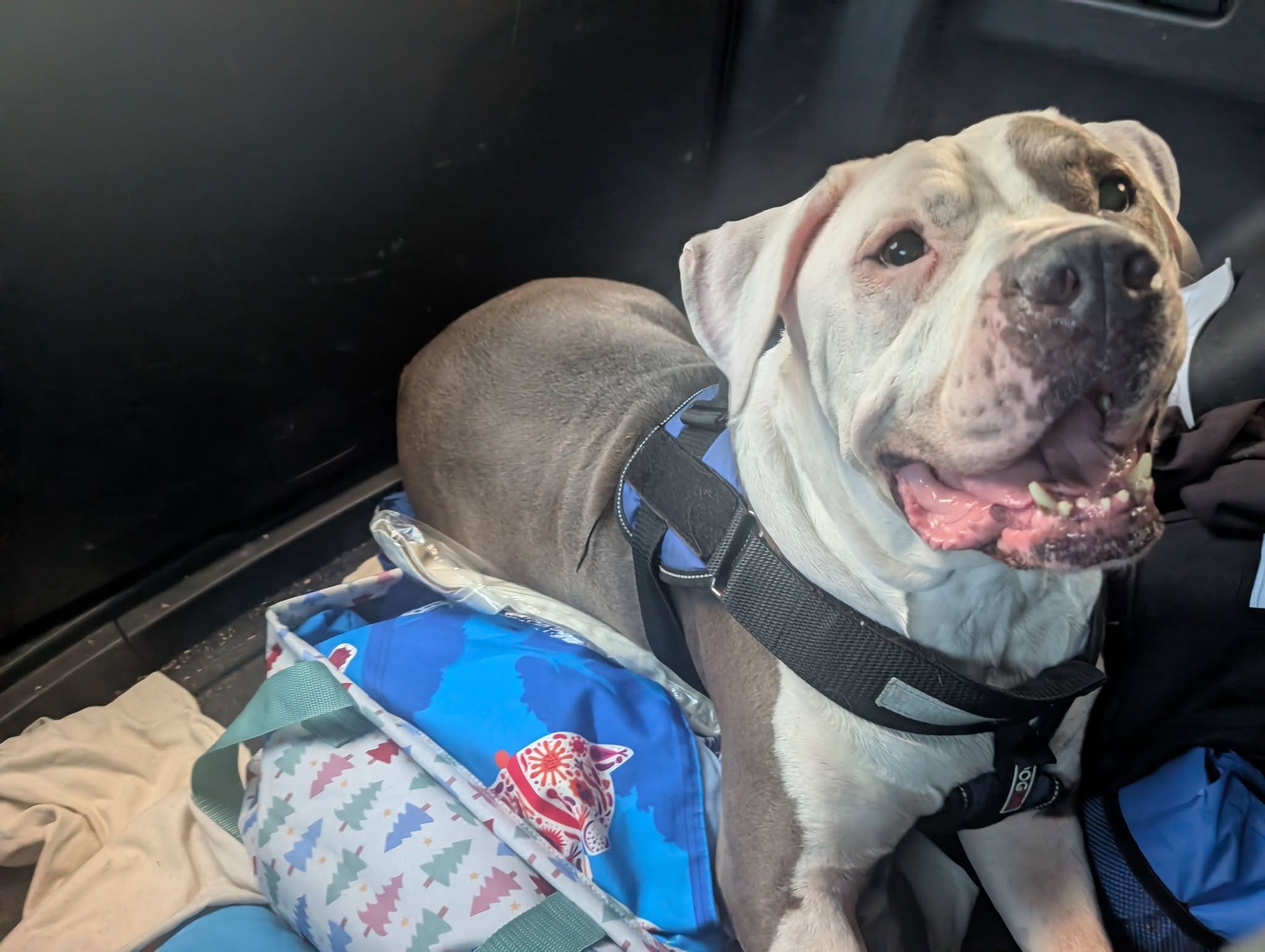 Found Dog in Lyon County